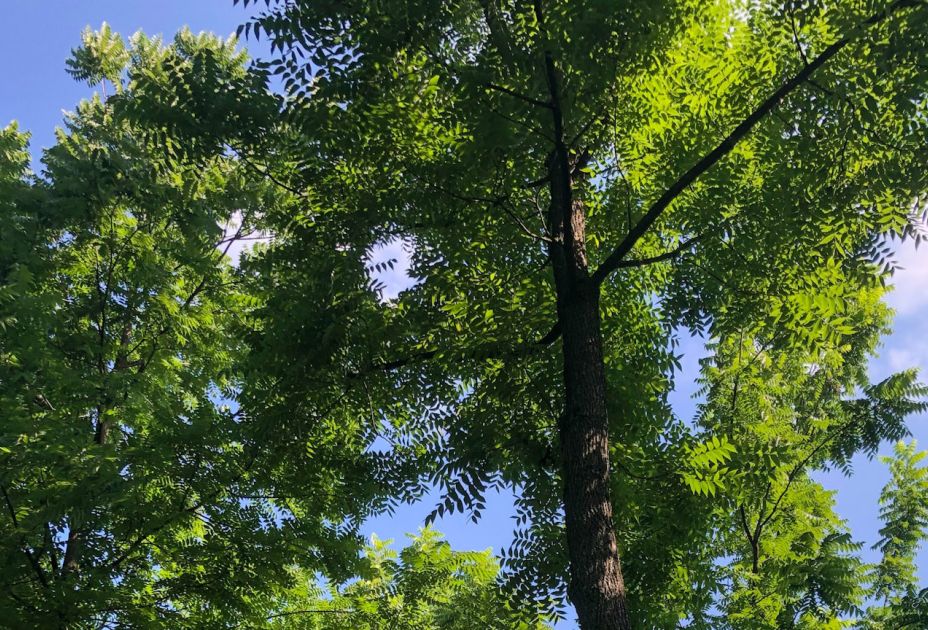 Gastbaumarten_©Stephanie Salzmann BFW (1).jpg Gastbaumarten_©Stephanie Salzmann BFW (1).jpg