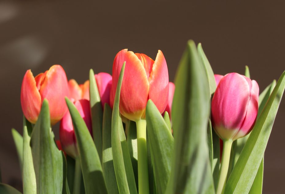 Klänge der Romantik 2026_forumaltemusik_klänge romantik.JPG