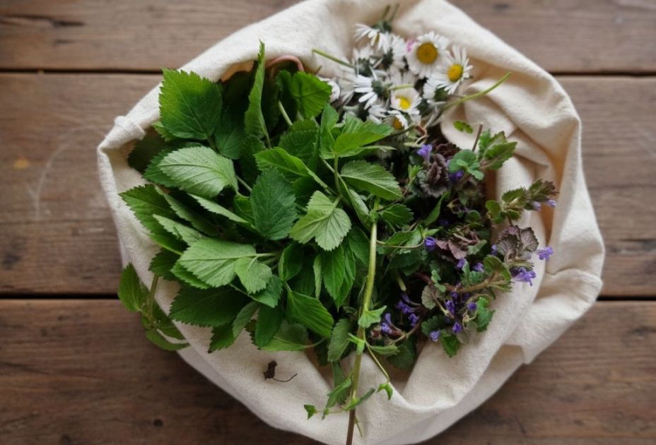 Wildkräuter im Frühling- KI bearbeitet.jpg Wildkräuter im Frühling- KI bearbeitet.jpg