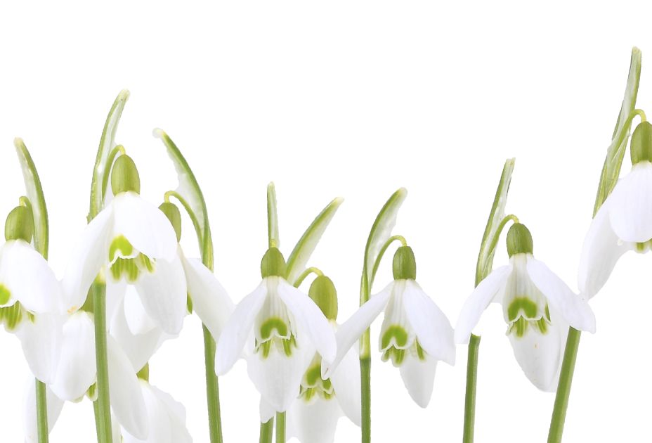 Schneeglöckchen Stadt_Foto_KMS_41.jpg