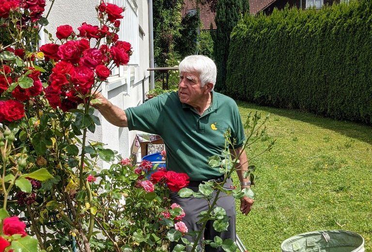 Rosenexperte Rudi Waibel am Werk