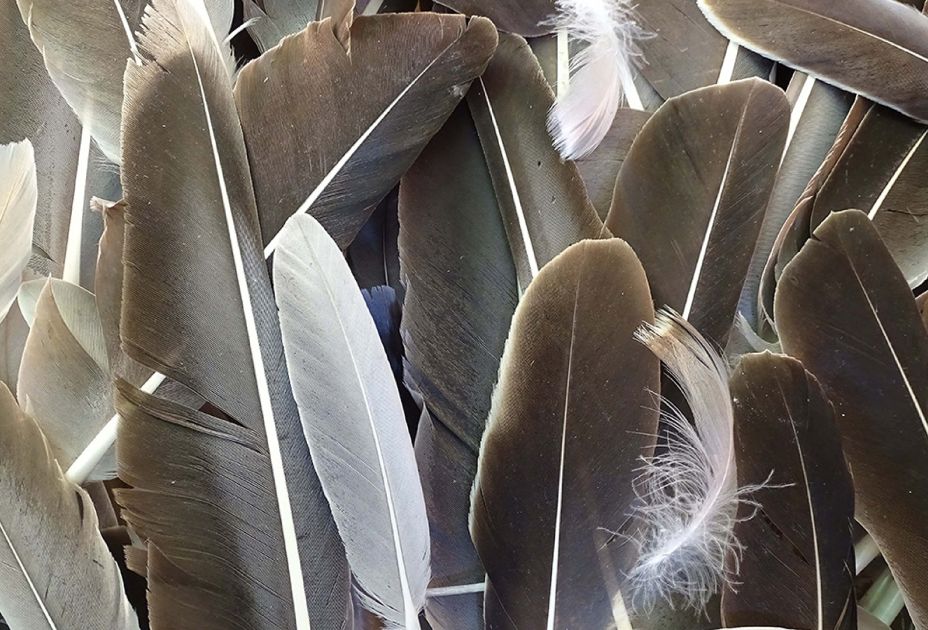 Das Federkleid der Vögel_©Knes.jpg Das Federkleid der Vögel_©Knes.jpg