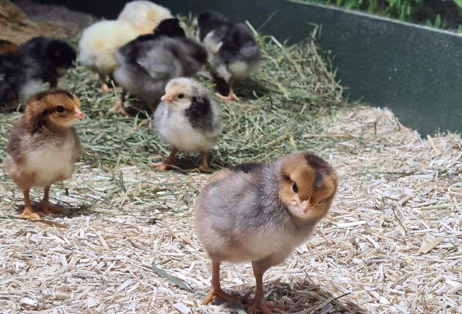 inatura Küken.jpg inatura Küken.jpg