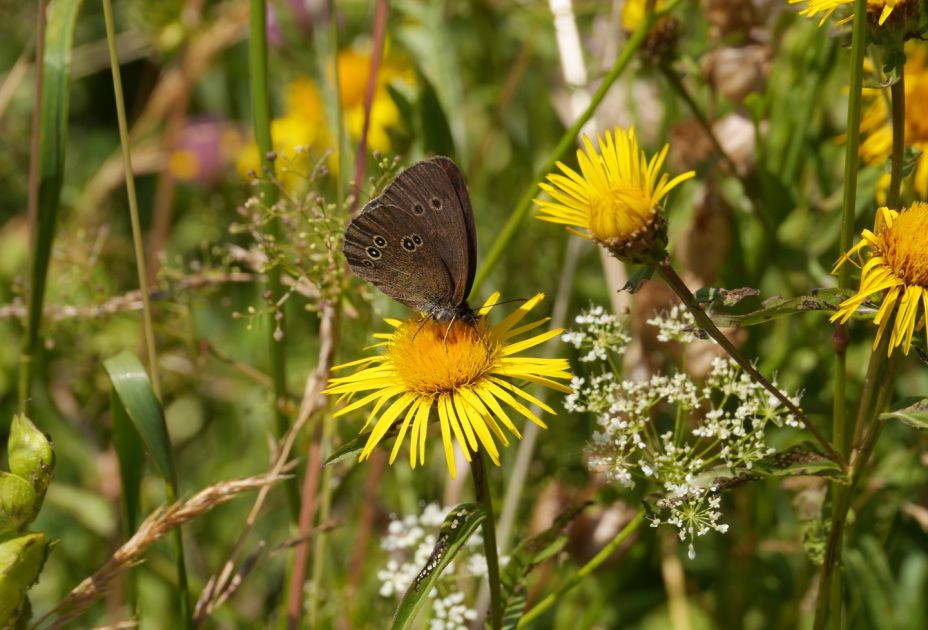 Ein Schmetterling auf einer gelben Blume