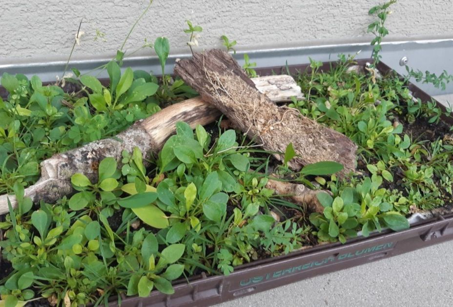 Das Foto zeigt eine Kiste, in der ein modellhaft ein Gründach angelegt wurde. Das Foto zeigt eine Kiste, in der ein modellhaft ein Gründach angelegt wurde.