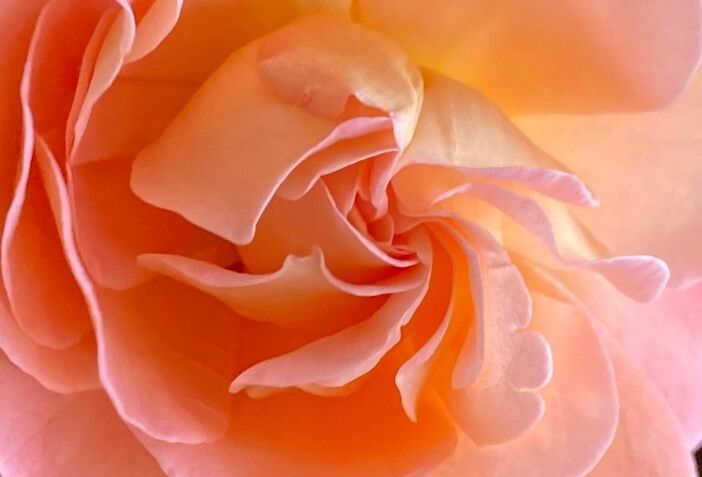 Eine Nahaufnahme einer Blume Eine Nahaufnahme einer Blume