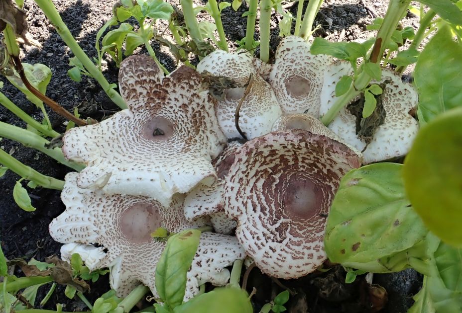 Pilze im Garte_Leucoagaricus americanus -Uschi Ãsterle.jpg