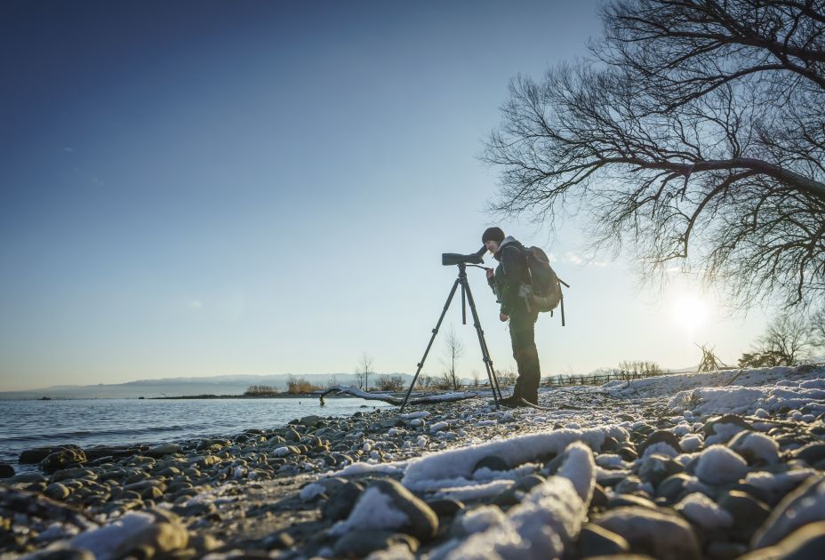 Birdwatching Rheinspitz Johanna Kronberger