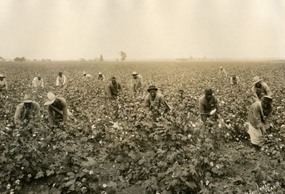 Baumwollplantage_klein-_Quelle_Wirtschaftsarchiv_Vorarlberg.jpg Baumwollplantage_klein-_Quelle_Wirtschaftsarchiv_Vorarlberg.jpg