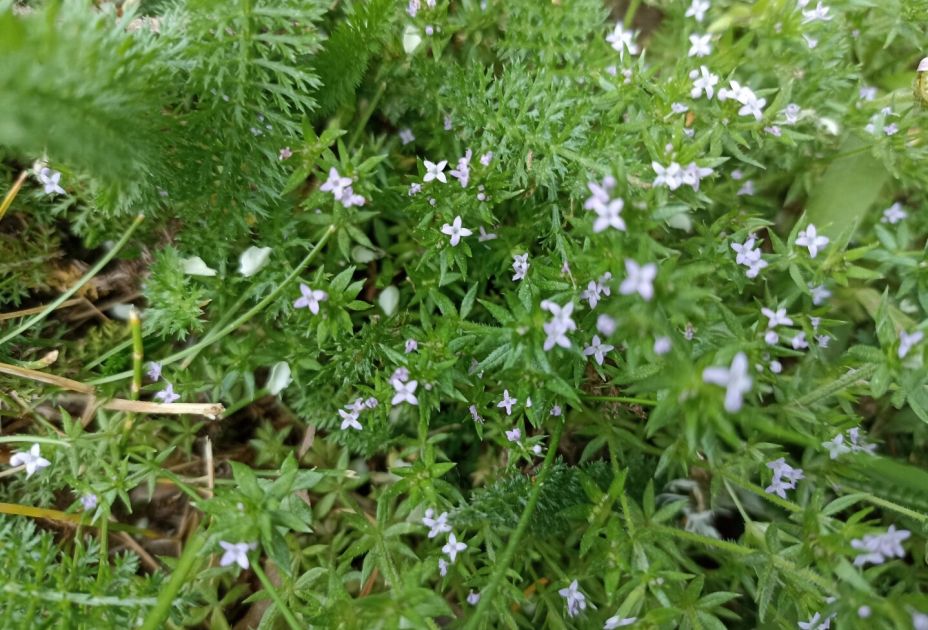 Wildkräuter Wildkräuter