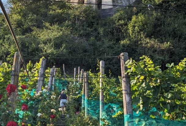 Der Weinberg am Liebfrauenberg