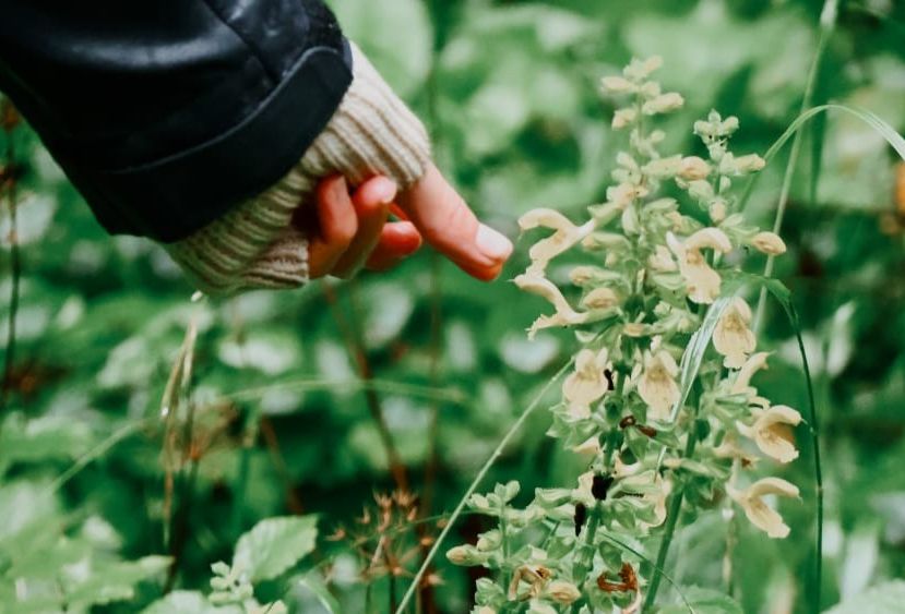 2026_analog_Kraeuterspaziergang_herbalwhisperer_Anna.jpeg