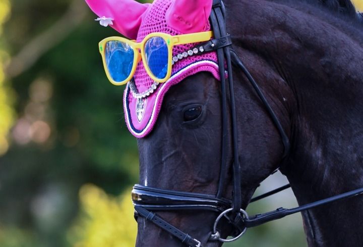 Ein Pferd mit rosa Hut und Sonnenbrille