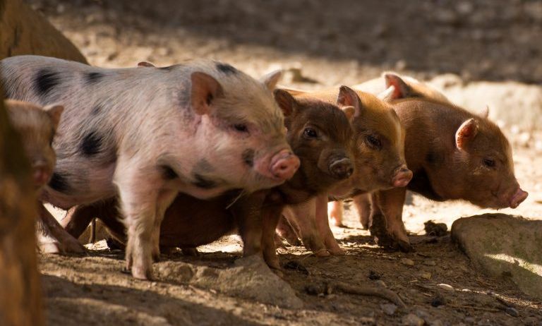 Doppelmayr-Zoo-c-Stephan-Nenning-Tribal-Pix_9-768x489 Doppelmayr-Zoo-c-Stephan-Nenning-Tribal-Pix_9-768x489
