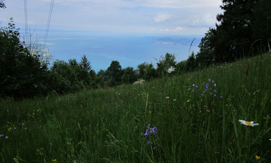 in den begleitenden Wiesen dÃ¼rfen noch Blumen blÃ¼hen