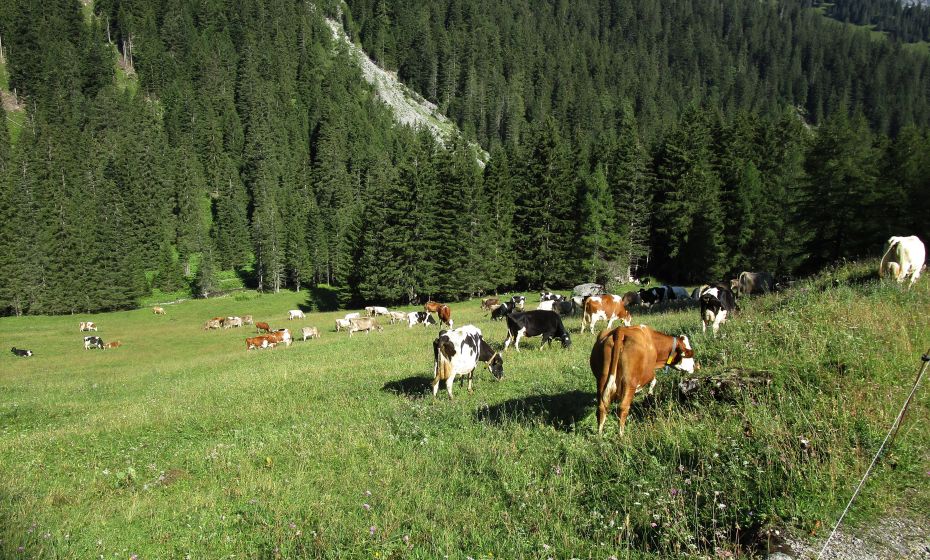 Die KÃ¼he genieÃen die feinen AlpkrÃ¤uter