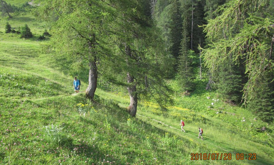 Kurz vor der Setschalpe verlassen wir den Wald ...