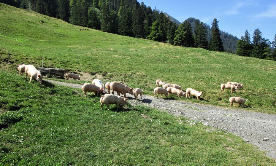 Seht nur wie wohl sich die Alpschweine fühlen, wenn sie freien Auslauf haben Seht nur wie wohl sich die Alpschweine fühlen, wenn sie freien Auslauf haben