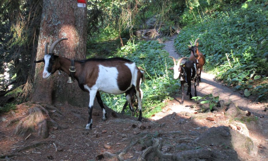 Aug in Aug mit wilden Tieren