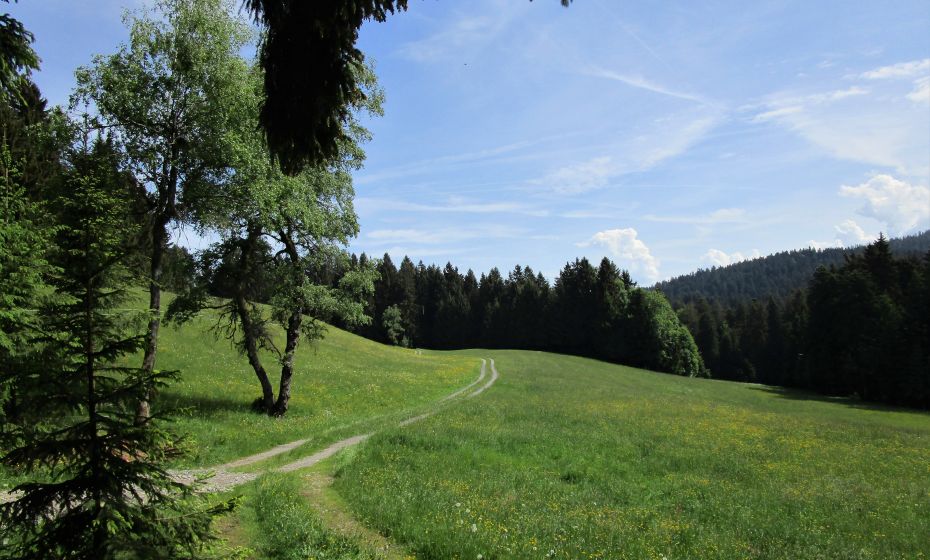 Erich Zucalli - www.guideservice.at Weg durch "Langes Viehweide" zurück zur Pfänderbahn