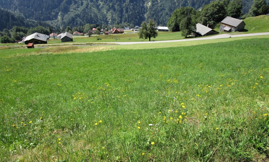 Erich Zucalli - www.guideservice.at Die steile Wiese runter nach Bonacker ist im Winter eine schöne Skiabfahrt für Tourengeher