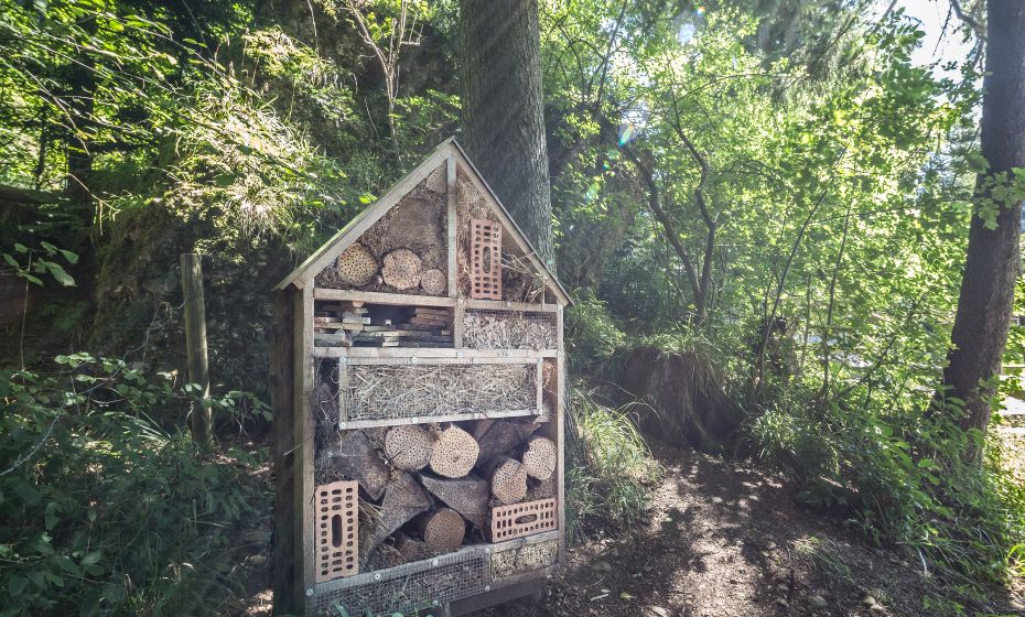 Pfänder Alpenwildpark Pfänder Alpenwildpark