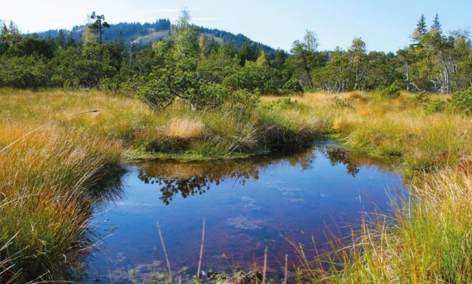 Haselstauden - BÃ¶dele - Fohramoos
