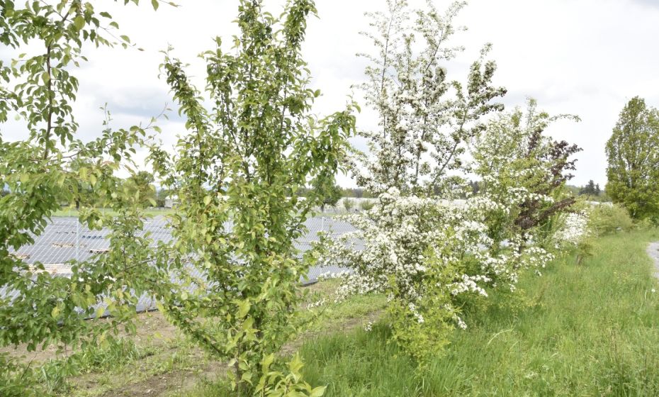 Wildhecke BifangstraÃe