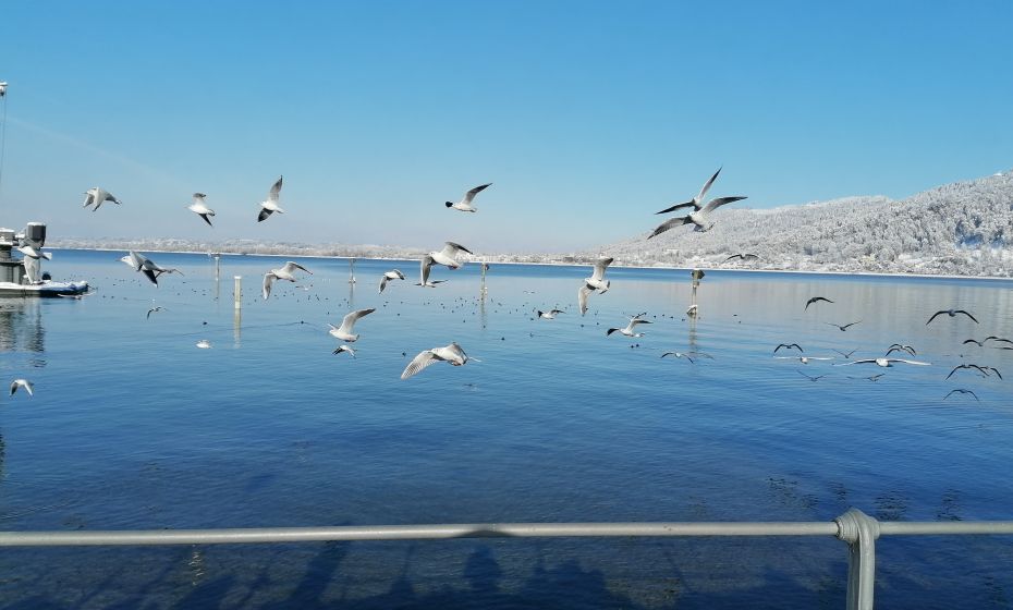 Bregenz Seepromenade