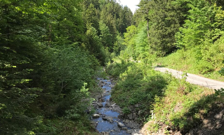 Radtour Dornbirn GÃ¼tle Sattelalpe kobelach
