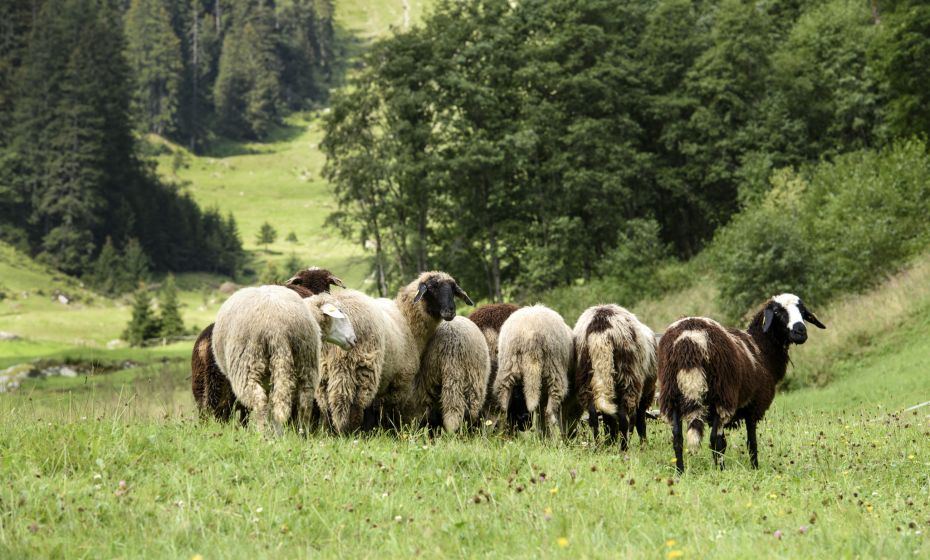 Montafoner Steinschafe