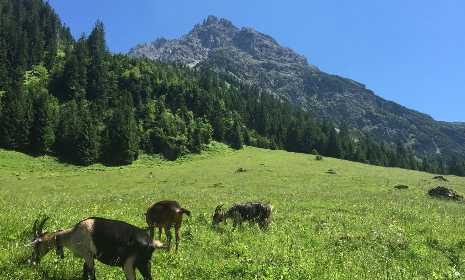 Gemsteltal im Sommer Gemsteltal im Sommer