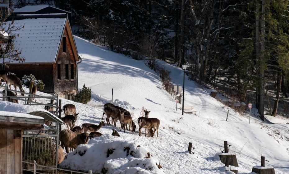 Peterhof Chalets Peterhof Chalets