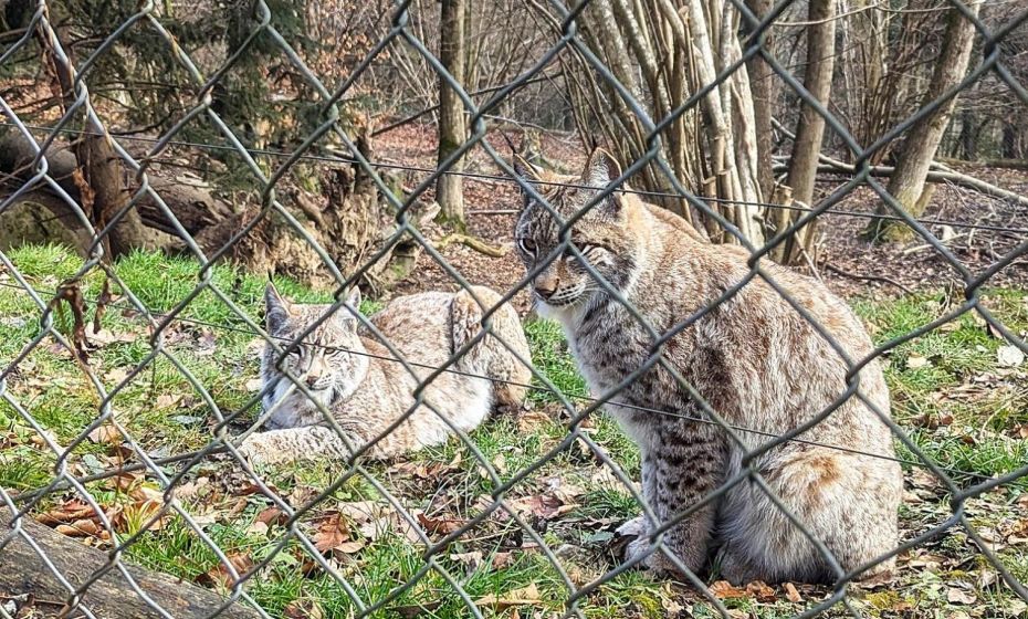 Ferienhaus Haus im Garten