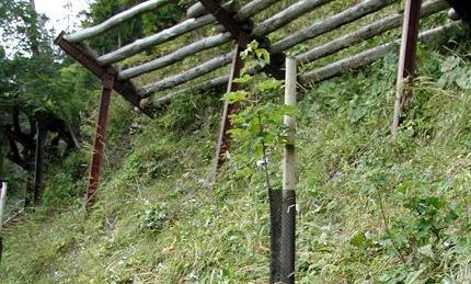 Julia Mangeng - Projekt Loccata Aufforstung