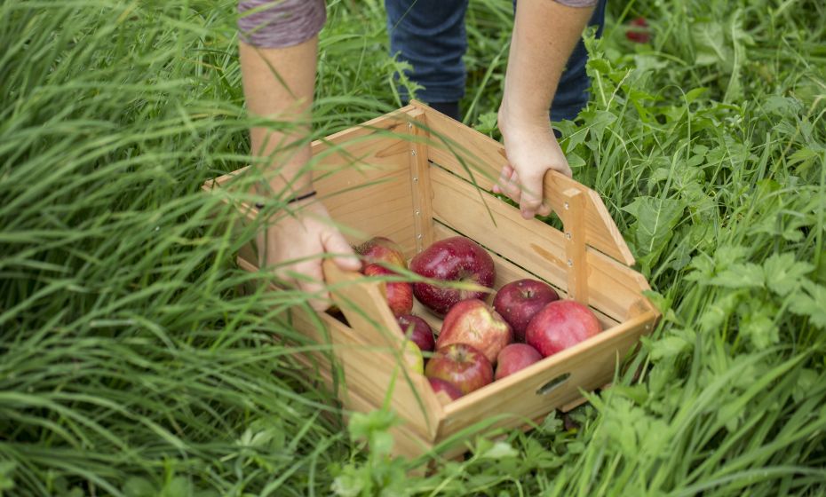 Regionale Lebensmittel Regionale Lebensmittel