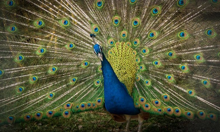 Doppelmayr-Zoo-c-Stephan-Nenning-Tribal-Pix_4-768x489 Doppelmayr-Zoo-c-Stephan-Nenning-Tribal-Pix_4-768x489