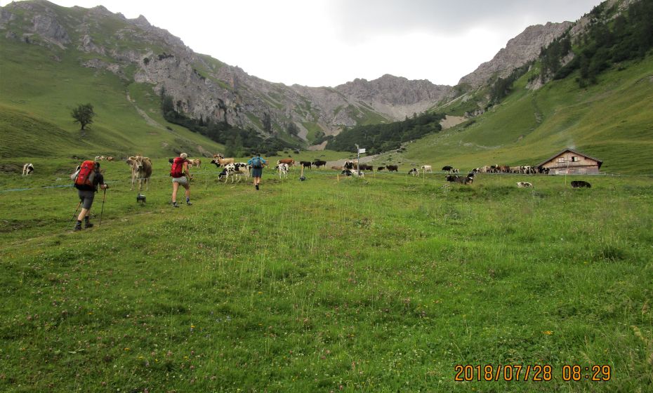 Reger Betrieb auf der Setschalpe