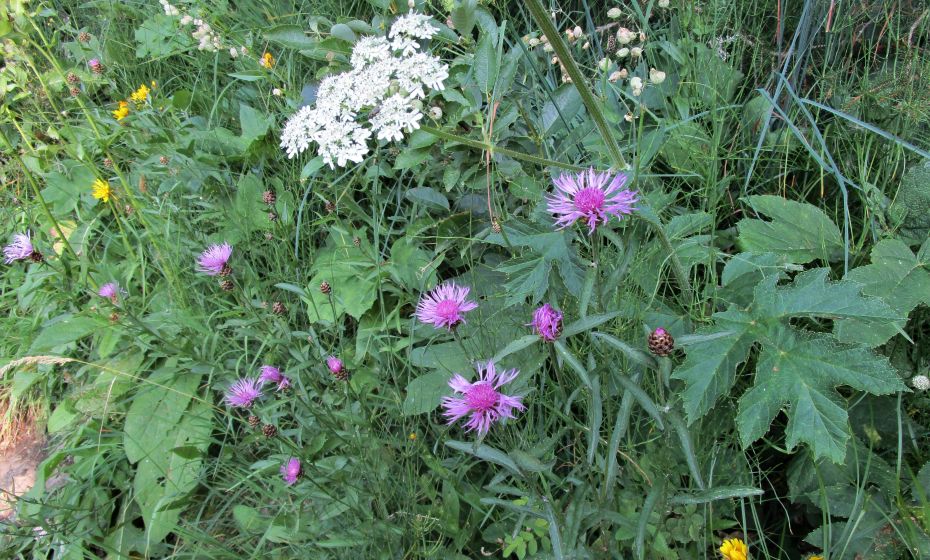 Die tiefgründigen Almböden sind sehr blumenreich Die tiefgründigen Almböden sind sehr blumenreich