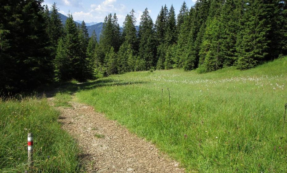Immer wieder begleiten sie Feuchtwiesen mit Wollgras und anderen schönen Blumen Immer wieder begleiten sie Feuchtwiesen mit Wollgras und anderen schönen Blumen