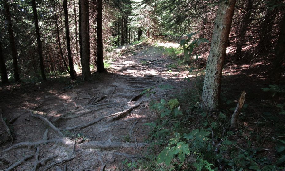 Schöner Wurzelweg beim Abstieg von der Alpwegalpe Schöner Wurzelweg beim Abstieg von der Alpwegalpe