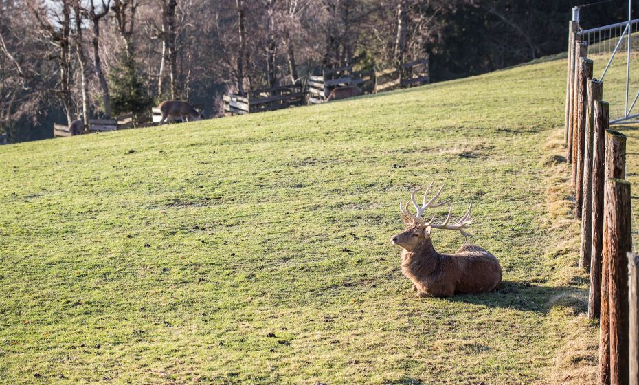 Pfänder Alpenwildpark Pfänder Alpenwildpark