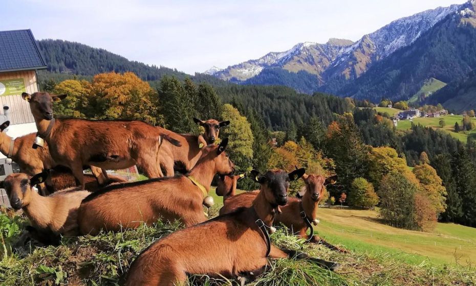 JUFA Hotel Laterns - Klangholzhus JUFA Hotel Laterns - Klangholzhus