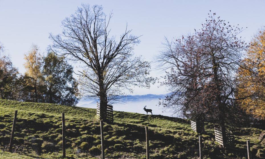 Alpenwildpark Pfänder Alpenwildpark Pfänder