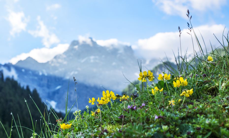 Blumenwiese mit Panuelerkopf Blumenwiese mit Panuelerkopf