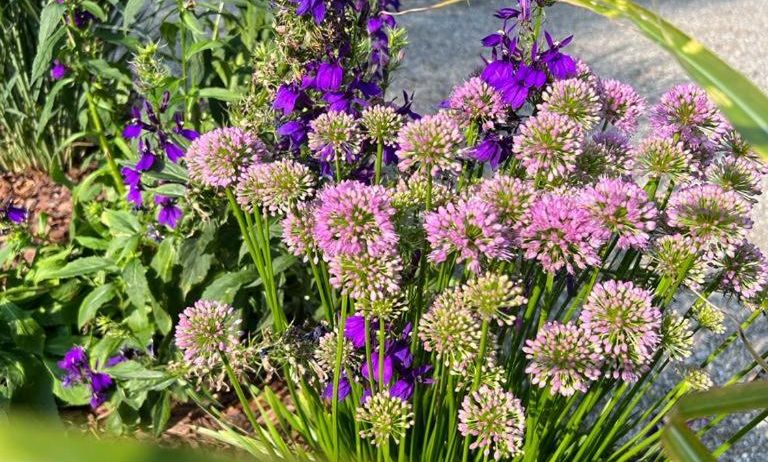 Gasthof - Auszeit im Bad Diezlings - Adults only Gasthof - Auszeit im Bad Diezlings - Adults only