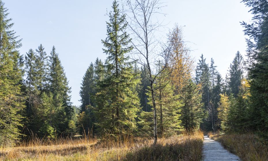 Hochmoor Fohramoos BÃ¶dele