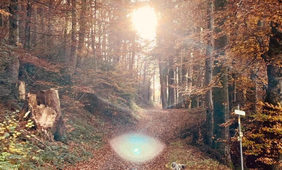 Negrelli Appartement