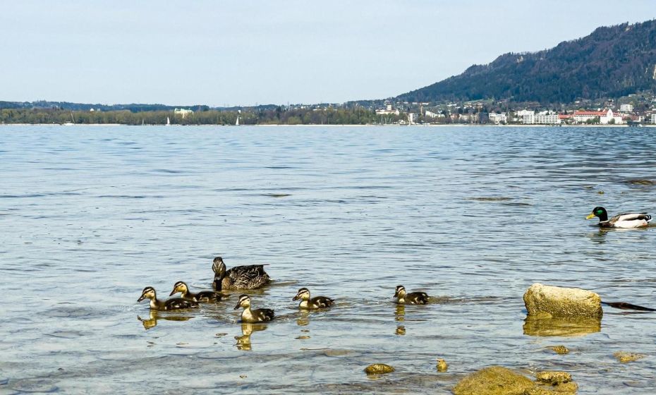 Ferienwohnung Bregenz 8 top 4 Ferienwohnung Bregenz 8 top 4