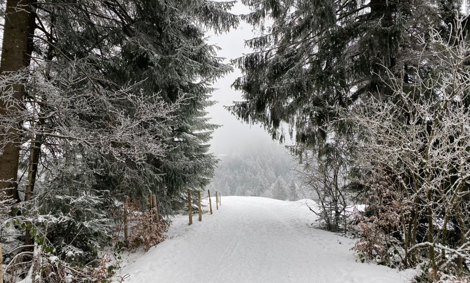 Winterwandern Pfänder Winterwandern Pfänder